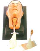 環(huán)甲膜穿刺和切開(kāi)訓(xùn)練模型.jpg