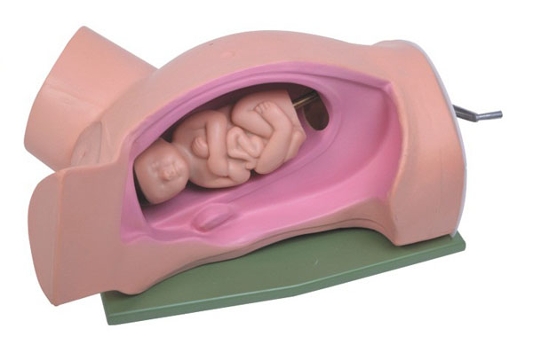 產(chǎn)婦分娩模型,分娩示教模型可以展現(xiàn)整個分娩過程